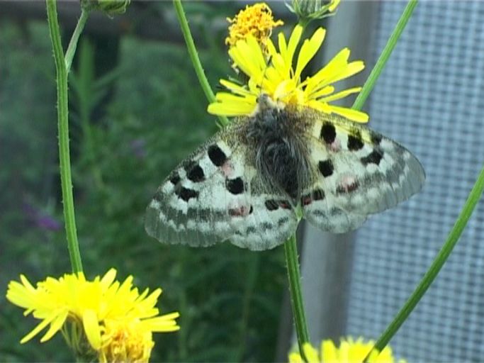 Roter Apollo ( Parnassius apollo ), Freigelände : Schmetterlingsparadies Langschlägerwald im Waldviertel, Niederösterreich, 08.07.2007